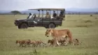 Safari jeep driving through the Serengeti plains during a 4-Day Tanzania Serengeti Tour
